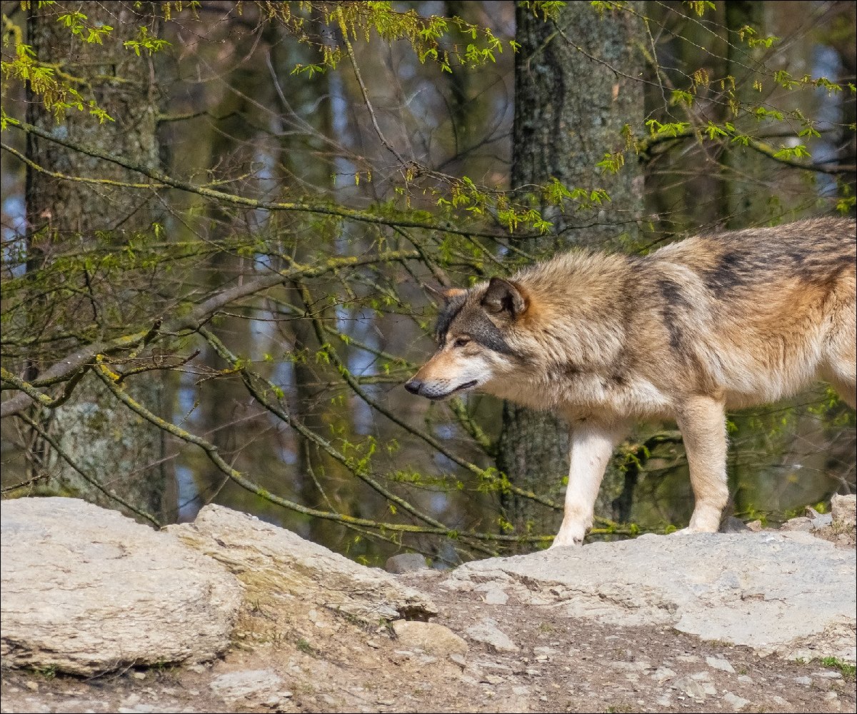 Wolf im Wildpark Bad Mergentheim