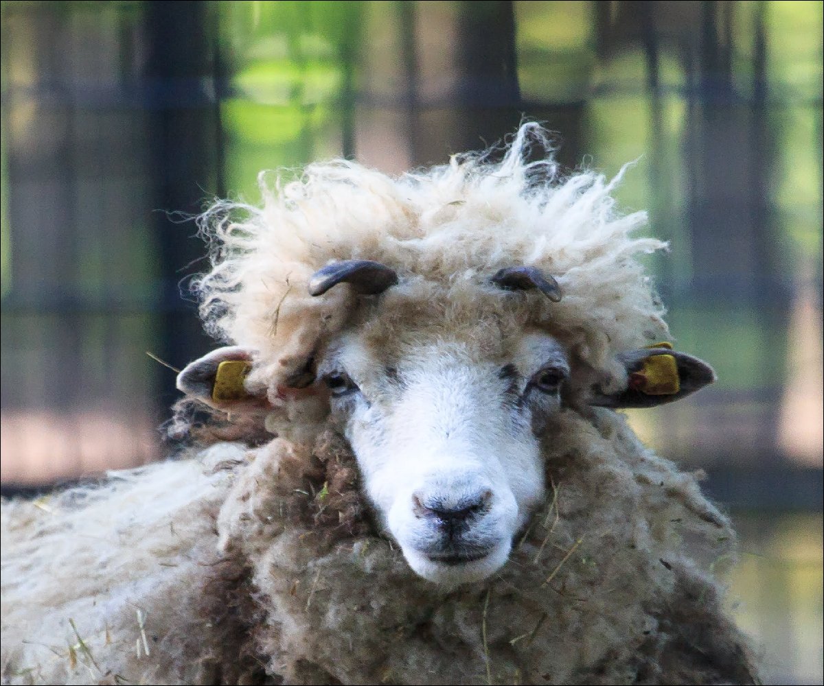 Schaf im Wildpark Pforzheim