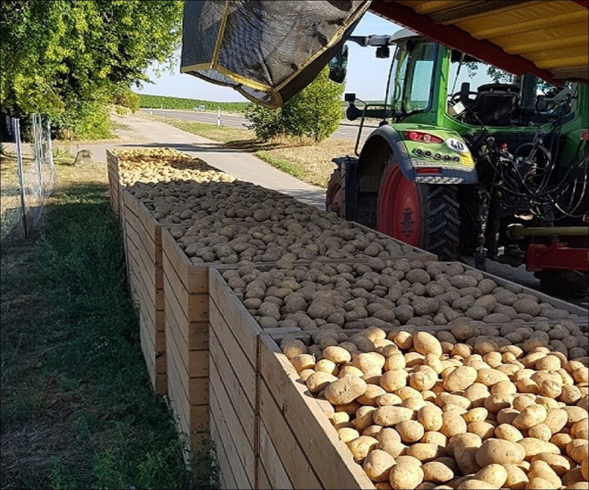 DSGVO NT Lauffen Karoffel Link Kartoffelernte WEB