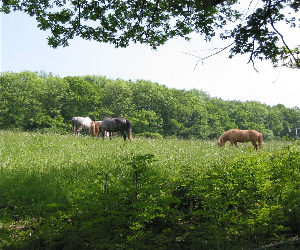 Pferde im Bliesgau, Homburg, Hans Pick