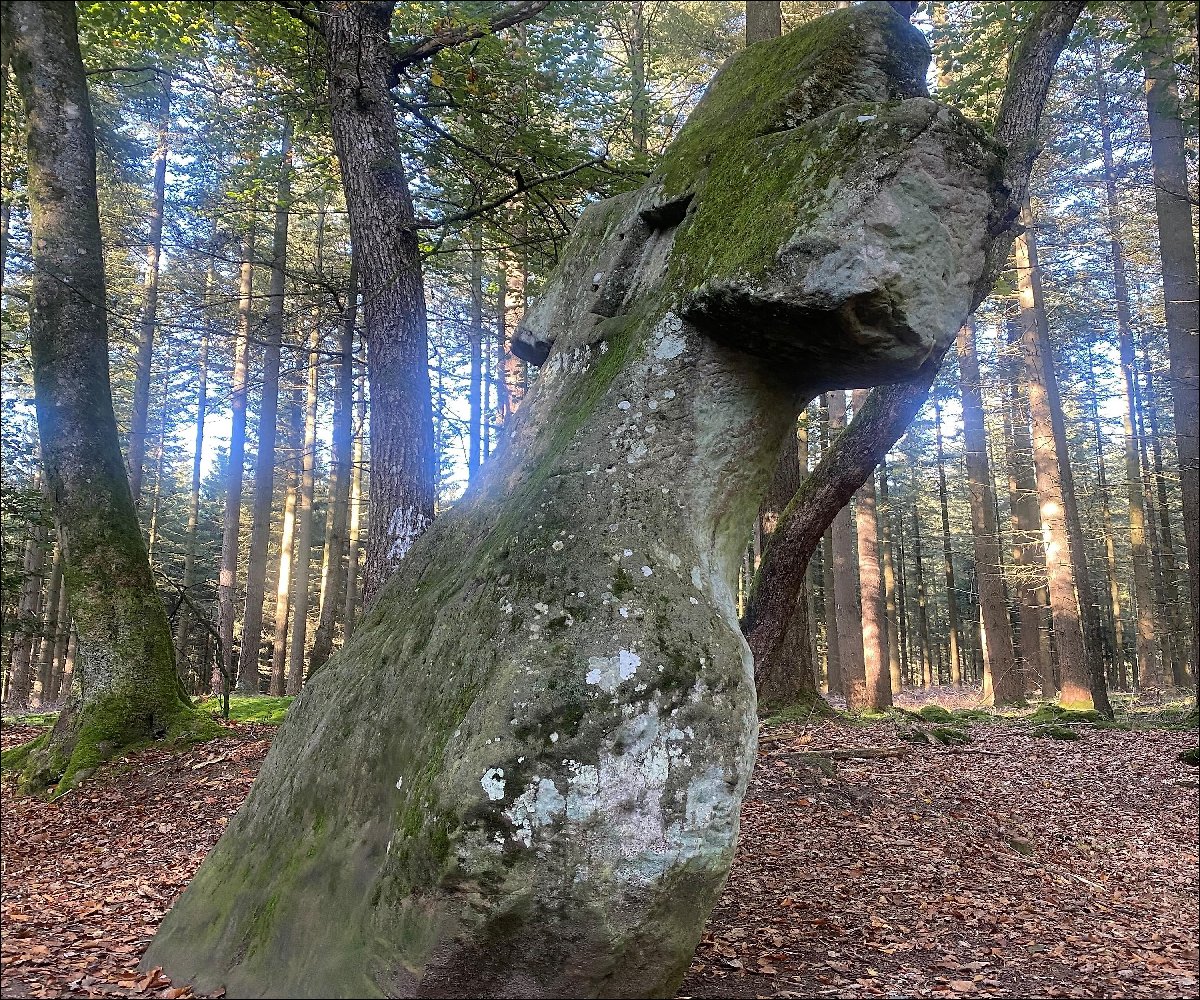 Fraubillenkreuz Wald