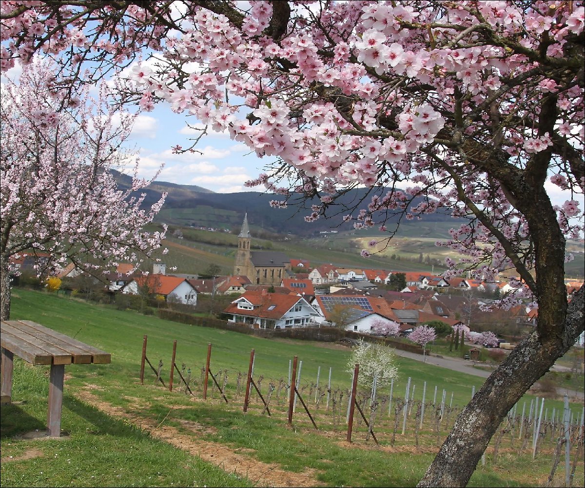Dorfblick zur Mandelblüte