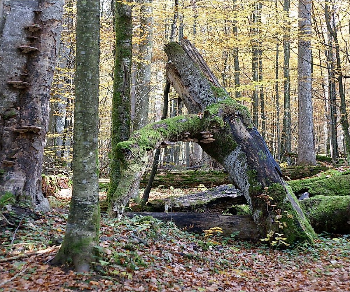 Urwaldgebiet Mittelsteighütte