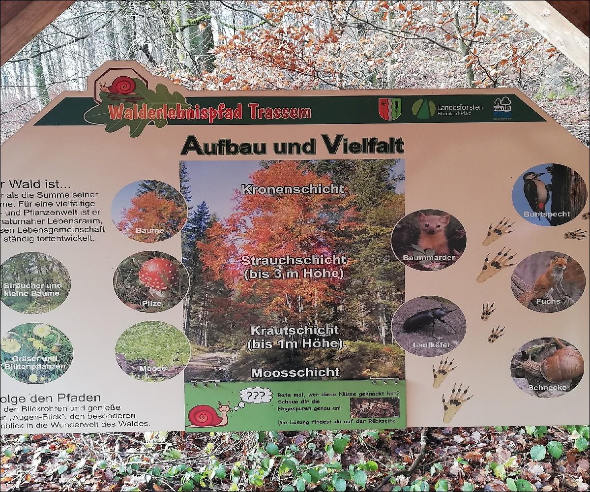 Informationspavillon Lebensraum Wald (3)