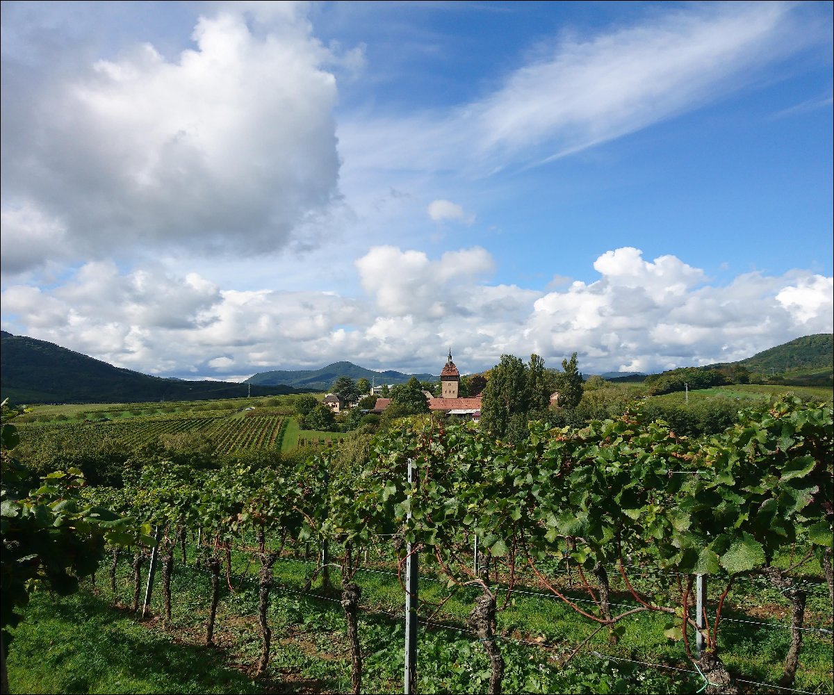 Ausblick von der Weinlage auf den Geilweilerhof