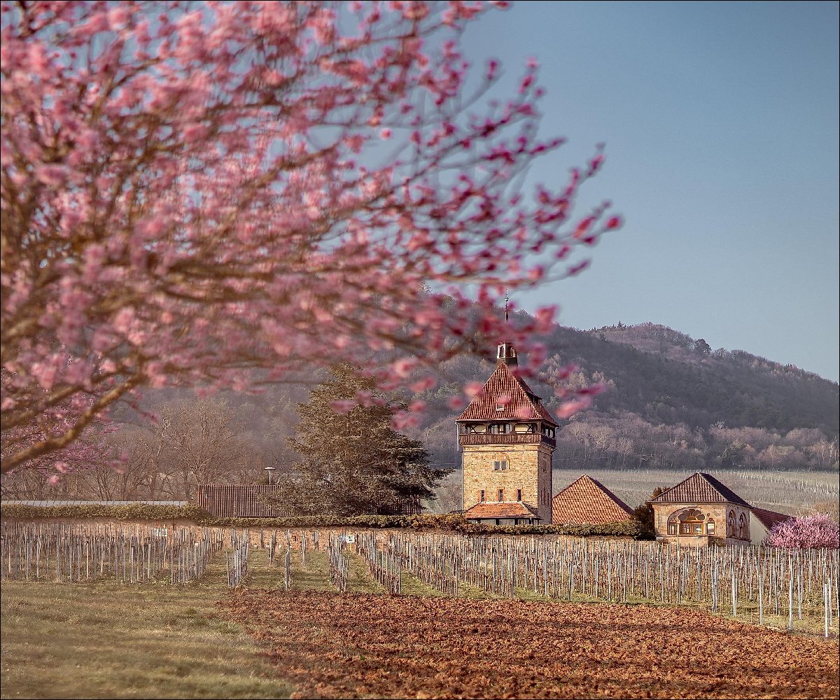 Geilweilerhof zur Mandelblütenzeit