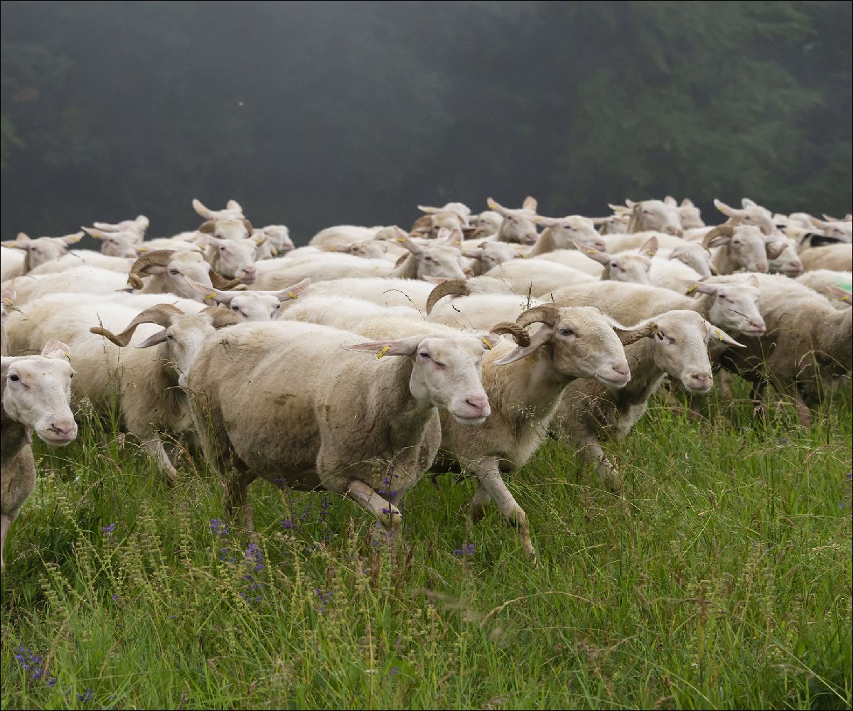 Langenburger Schafskäserei